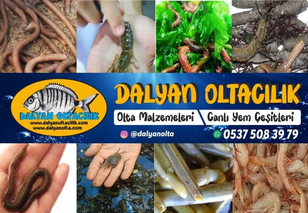 Canlı yem, deniz balıkçılığında en doğal ve etkili besin kaynağıdır.